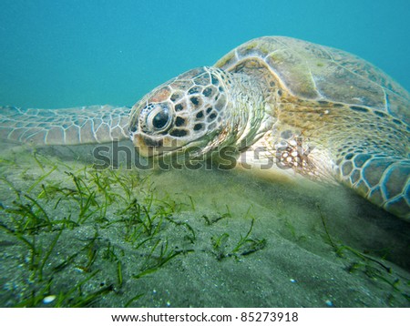 Green Sea Turtle (Chelonia mydas) in Red Sea Egypt
