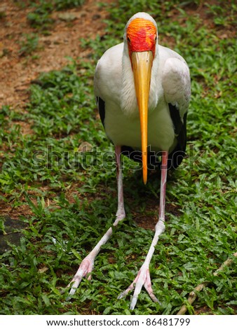 Beautiful Wild Birds