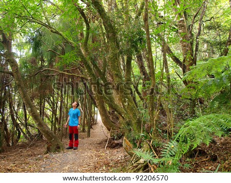 Jungle walk in tropical New Zealand forest