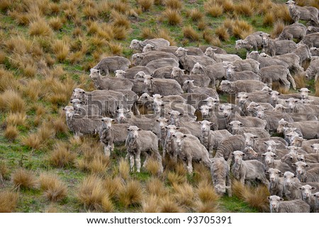 Flock of sheared sheep with central sheep looking at camera