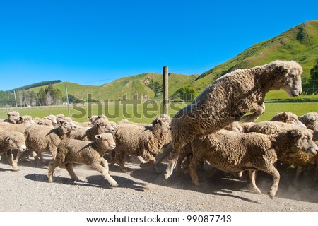 Flock of sheared sheep with jumping sheep