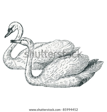 Swan Engraving