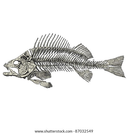 Fish Skeleton Stock Vector Illustration Shutterstock