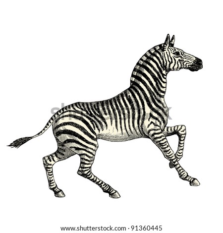 vintage zebra