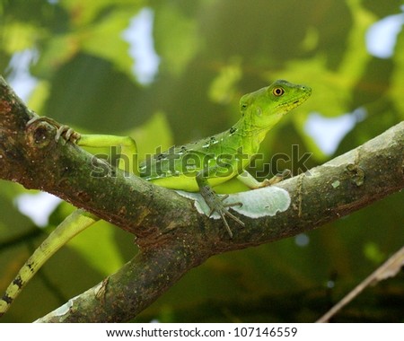 The bright green and blue female Plumed or Green Basilisk, Basiliscus, perched on a tree branch in Costa Rica