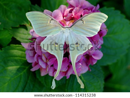 Beautiful Luna Moth, Actias luna, on hydrangea flower (male)