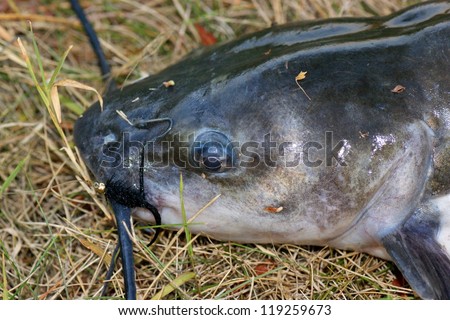 Large catfish caught fly fishing - close up of head and lure (\