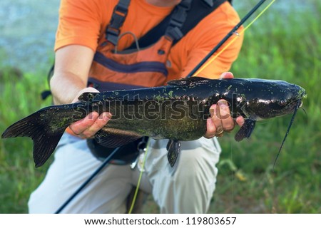 Large catfish caught fly fishing - being held by angler