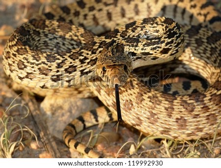 An angry snake coiled defensively and flicking its tongue as the sun sets over the desert - Bull Snake, Pituophis catenifer sayi