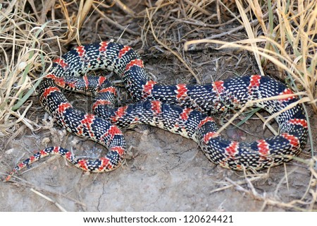 Coiled snake in the grass, the Texas Long-nosed Snake, Rhinocheilus lecontei tesselatus, a brightly colored red, black and white snake
