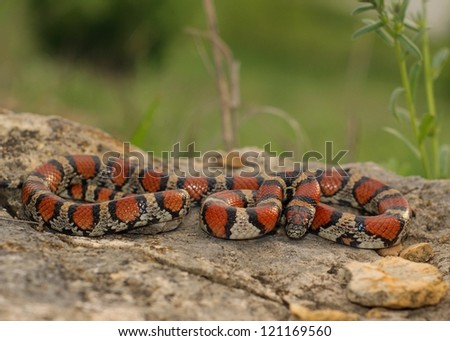 Coral Snake mimicry - snake coiled defensively on a prairie hillside in Kansas, Missouri, USA - Lampropeltis triangulum syspila