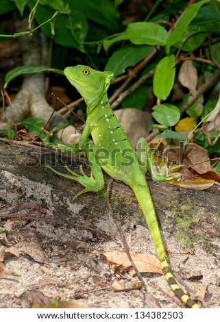 The bright green and blue female Plumed or Green Basilisk, Basiliscus, preparing to run across water to escape predators