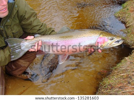 Fly fishing - Man holding a huge salmonid (steelhead or ocean run rainbow trout) caught fly fishing in a river, prior to release
