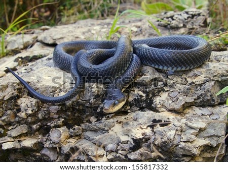 A hissing black snake similar to the Black Mamba, ready to strike - Pantherophis (Elaphe) obsoleta
