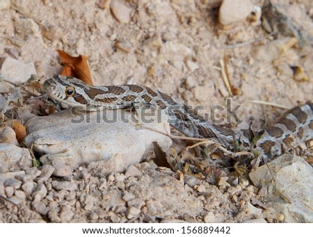 Snake sneaking after prey and camouflaged with the ground -  Great Plains Rat Snake, Pantherophis emoryi
