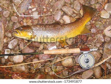 Large salmonid fish and fly rod