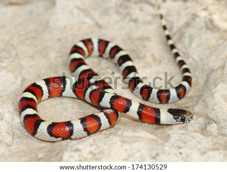 Coral Snake - Red, Black And White Colors Of A Mimic Snake, Lampropeltis Triangulum Gentilis