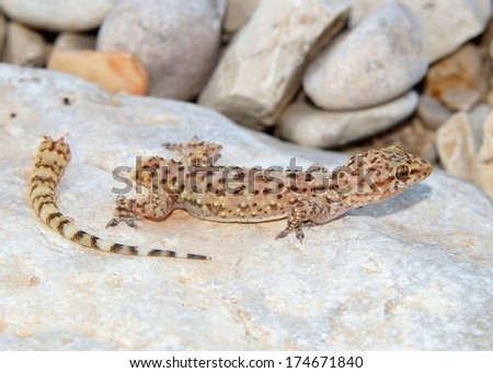 Lizard tail loss and regeneration - Mediterranean Gecko shortly after dropping its tail to avoid a predator