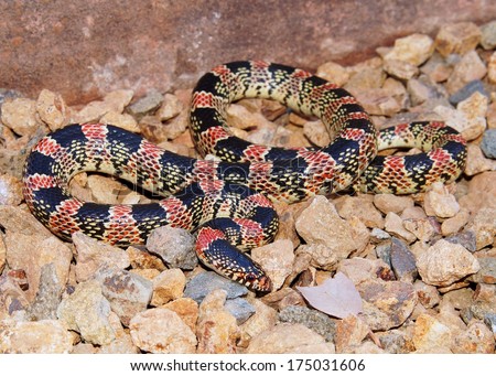 Coral Snake mimic, Western Longnose Snake, Rhinocheilus lecontei, a brightly colored red, black and white snake