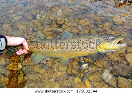 Huge trophy fish, rod and reel - an 8 pound salmonid brown trout fish next to a fly rod prior to release