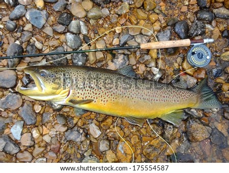 Trophy fish, rod and reel - a huge record sized Salmon related fish (salmonid) Brown Trout fish next to a fly rod prior to release