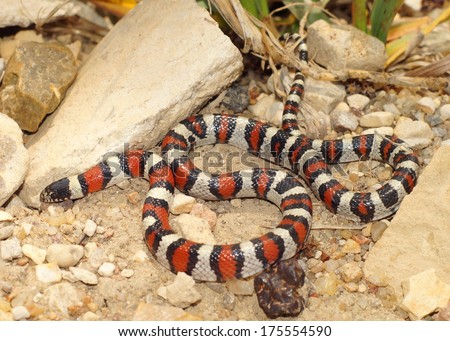 Coral Snake - red, black and white colors of a mimic snake, Lampropeltis triangulum gentilis