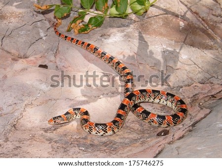 Texas Long-nosed Snake, Rhinocheilus lecontei tesselatus, a brightly colored red, black and white snake