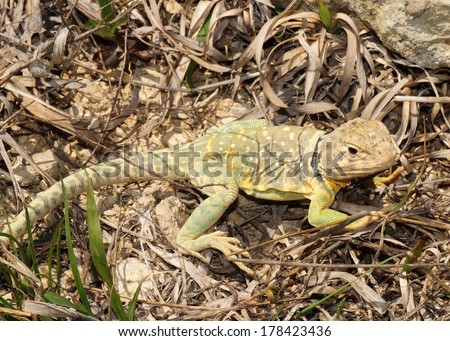 Bright yellow and green lizard basking in the sun - Eastern Collared Lizard, Crotaphytus collaris