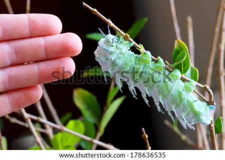 Caterpillar of the largest moth in the world - giant silk moth called the Atlas Moth, Attacus atlas, next to a person\'s hand for scale