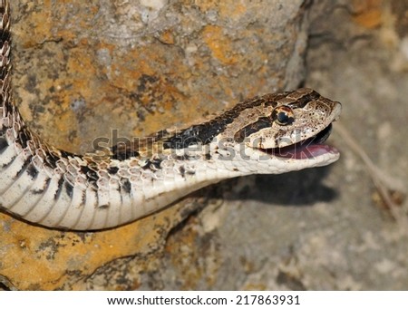 Snake with its mouth open - Eastern Hognose Snake, Heterodon nasicus