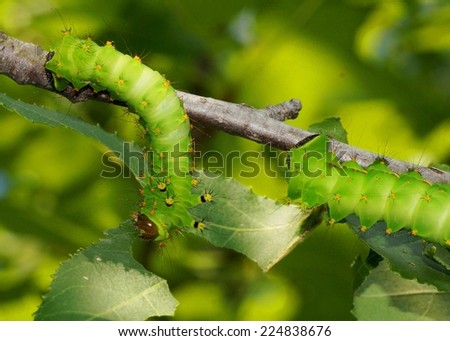 Silk Moth caterpillars - Indian Moon Moth (Actias selene) caterpillars eating Sweetgum Tree leaves