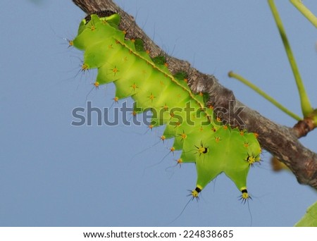 Indian moon moth (Actias selene) caterpillar on a tree branch, silhouetted against the sky - a spiky green caterpillar related to the American Luna Moth caterpillar