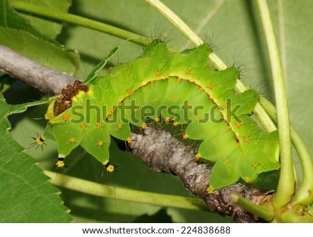 Giant Silk Moth called the Indian moon moth (Actias selene) caterpillar eating Sweetgum Tree leaves