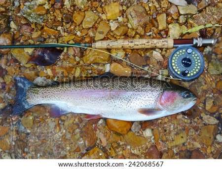 Rainbow Trout fish, fly rod or pole, and fly reel -  caught fly fishing