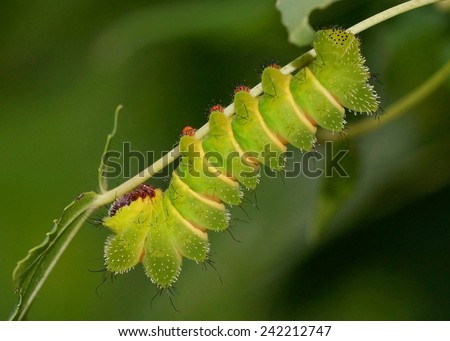 Comet Moth (Argema mittrei) caterpillars or Madagascan moon moth in Madagascar - one of the largest silk moths in the world