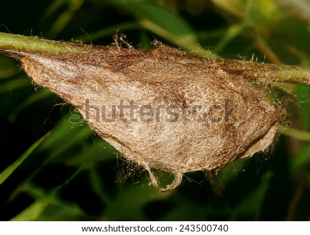 Giant cocoon of a silk moth butterfly called Cecropia Moth, Hyalaphora cecropia, spun and hidden in willow tree branches