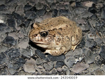 Great Basin Spadefoot Toad, Spea intermontana, nocturnal species of toad in the Scaphiopodidae family from the desert and which comes above ground to breed during rare desert rains