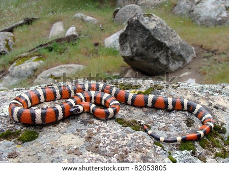 California Mountain King Snake (Kingsnake), a black, white and red snake that mimics the dangerous coral snake