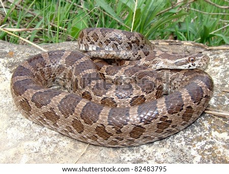 Great Plains Rat Snake, Pantherophis Emoryi Stock Photo