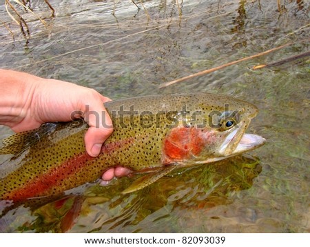 Releasing a Rainbow Trout, fly fishing on the Green River