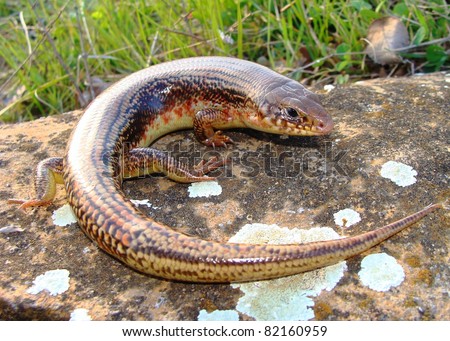 Great Plains Skink (lizard), Eumeces obsoleta