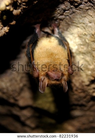 Bat sleeping and hanging in a dark cave - Eastern Pipestrelle Bat
