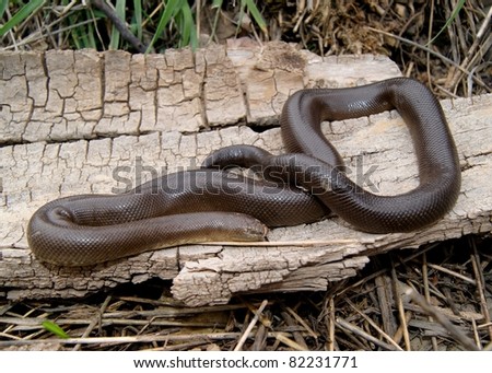 Rubber Boa (Snake) Stock Photo 82231771 : Shutterstock