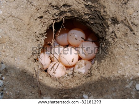 Freshly Laid Turtle Eggs in Burrow Dug by Mother's Flippers