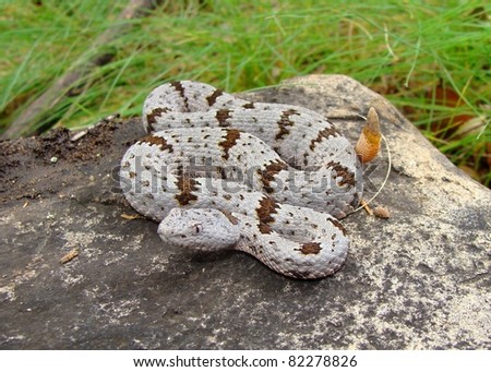 Banded Rock Rattlesnake, Crotalus lepidus klauberi