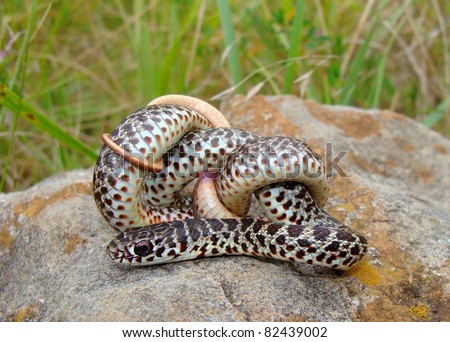 Eastern Yellow-Bellied Racer, Coluber Constrictor Flavi