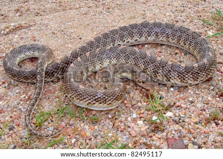 Kansas Glossy Snake, Arizona Elegans Stock Photo 824951