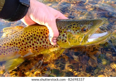 Fly fishing - Releasing a Brown Trout on the White River of Arkansas