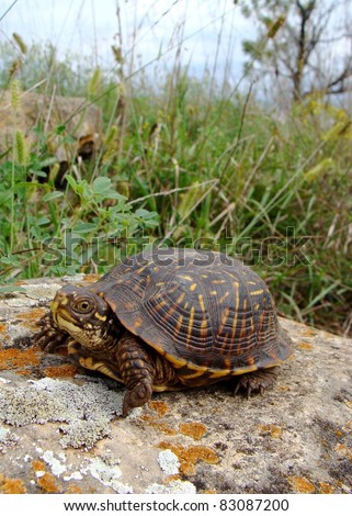 Ornate Box Turtle, Terrepene ornata