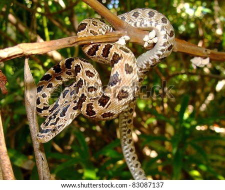 stock photo : Peninsular (Green) Rat Snake, Senticolis 